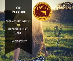 treeplanting